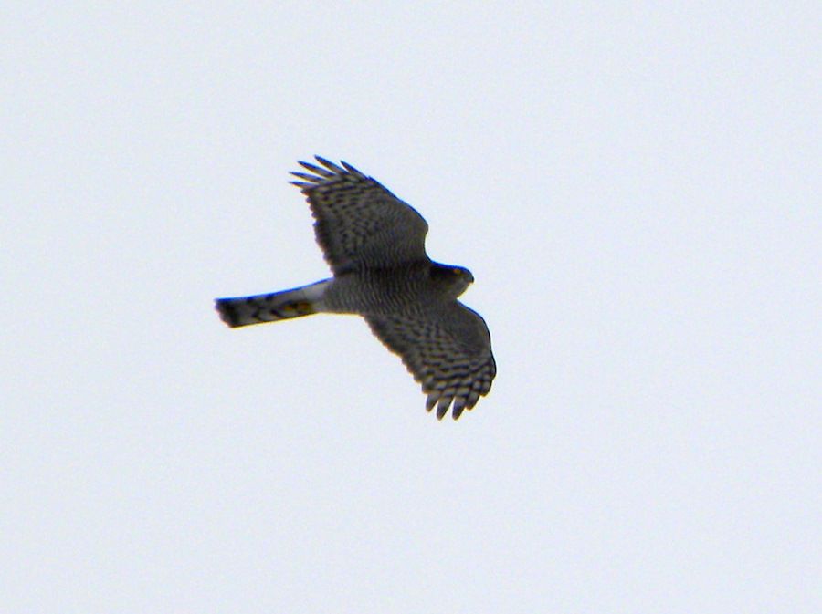 Eurasian Sparrowhawk