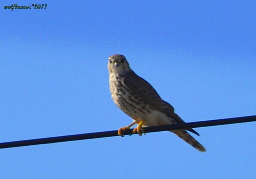 Merlin