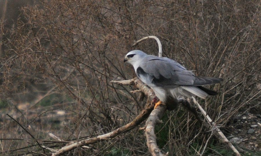 Black-winged Kite