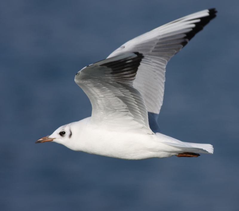 Black-headed Gull