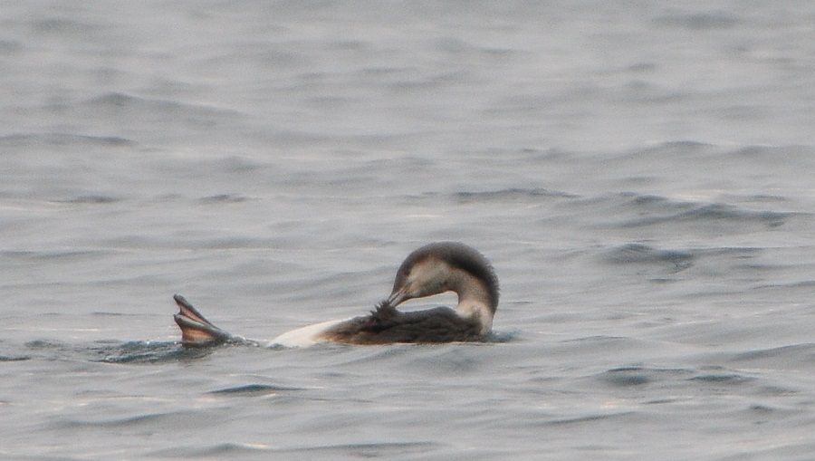 Black-throated Loon
