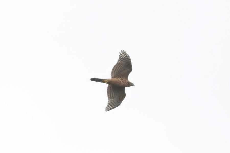 Eurasian Goshawk
