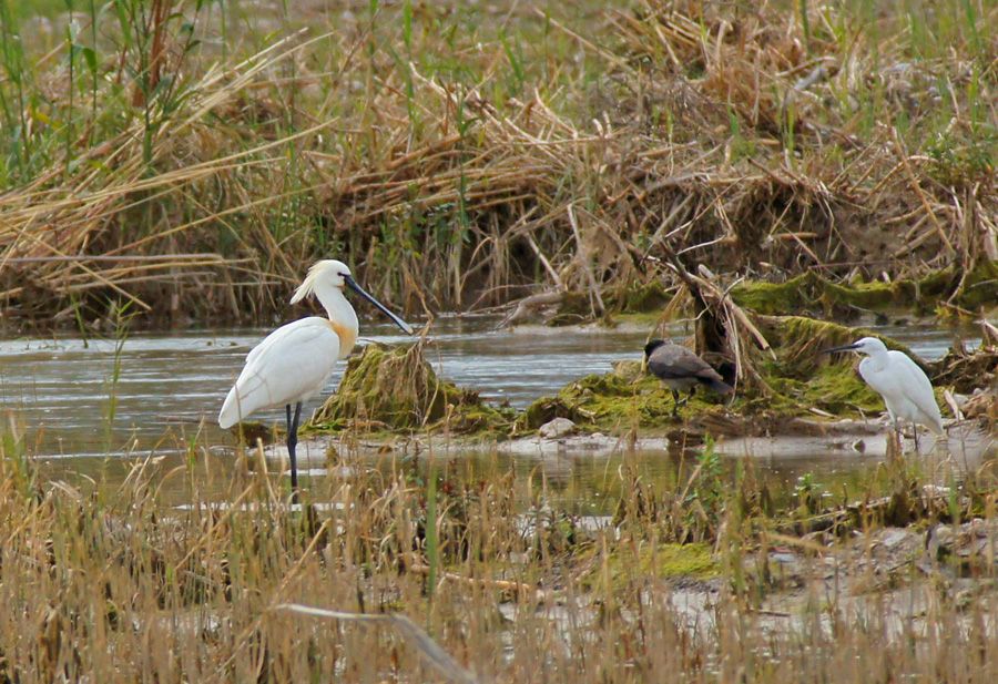 Eurasian Spoonbill