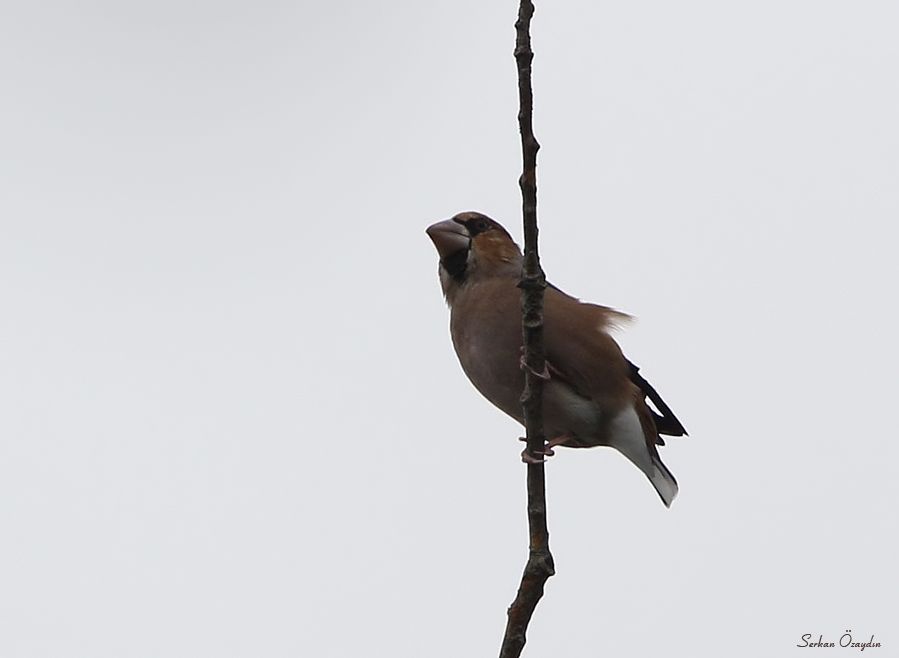 Hawfinch