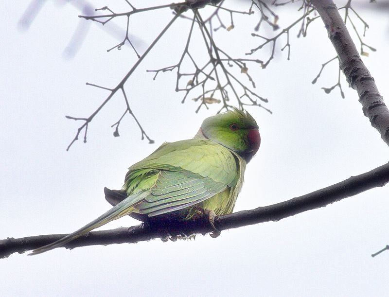 Rose-ringed Parakeet
