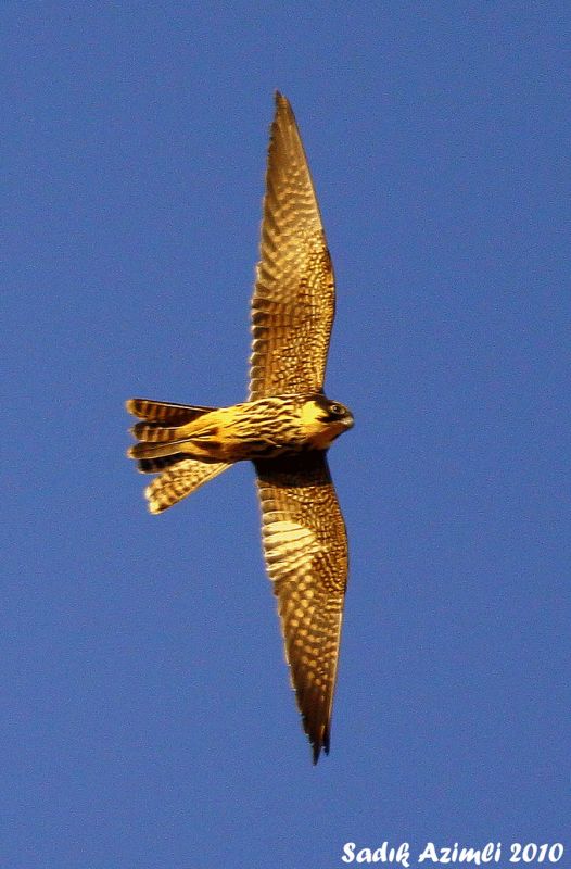 Eleonora`s Falcon