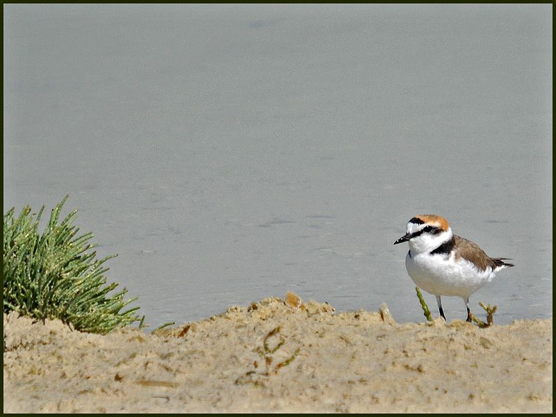 Kentish Plover