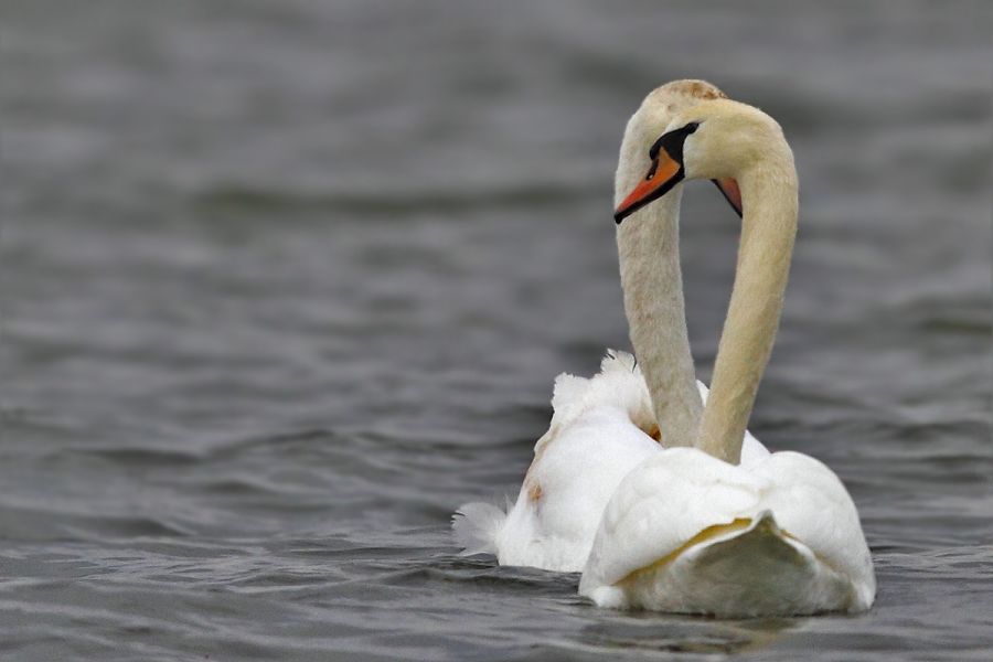 Mute Swan