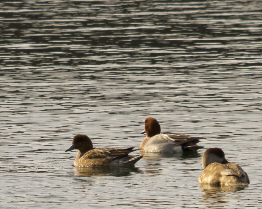 Eurasian Wigeon