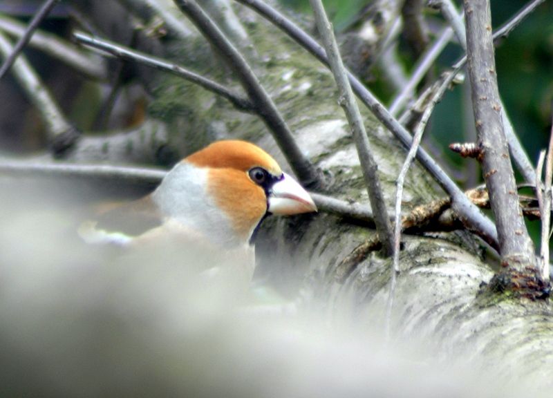 Hawfinch