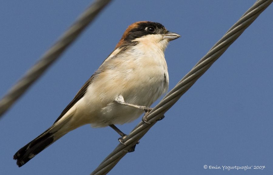 Woodchat Shrike