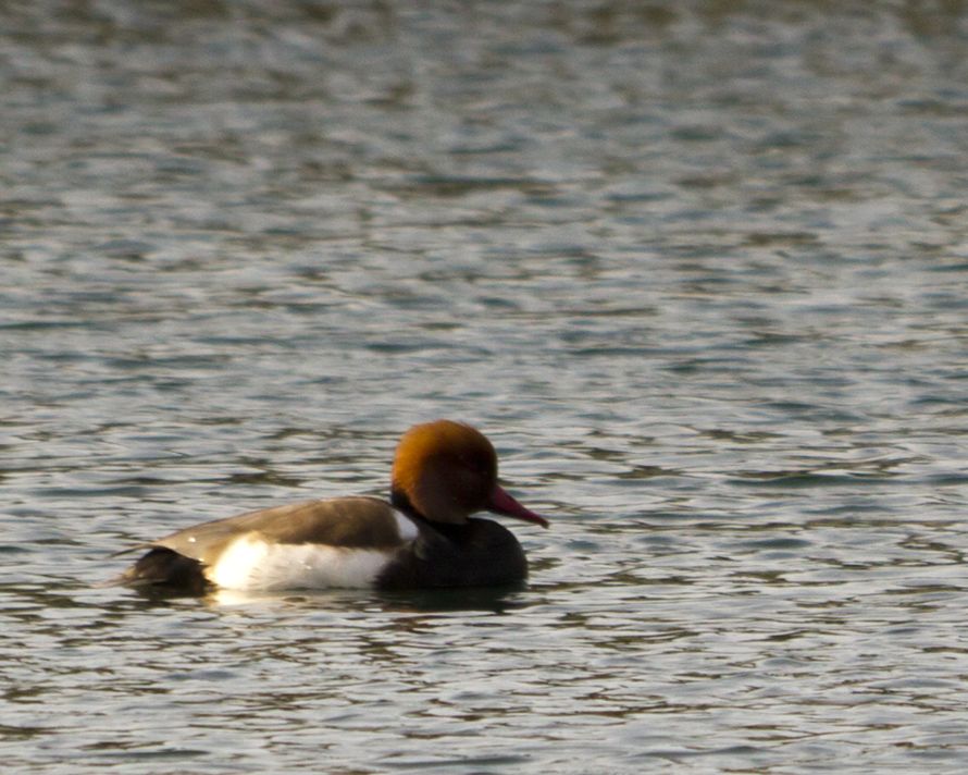 Red-crested Pochard