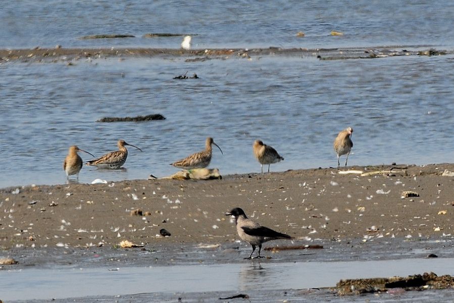 Eurasian Curlew