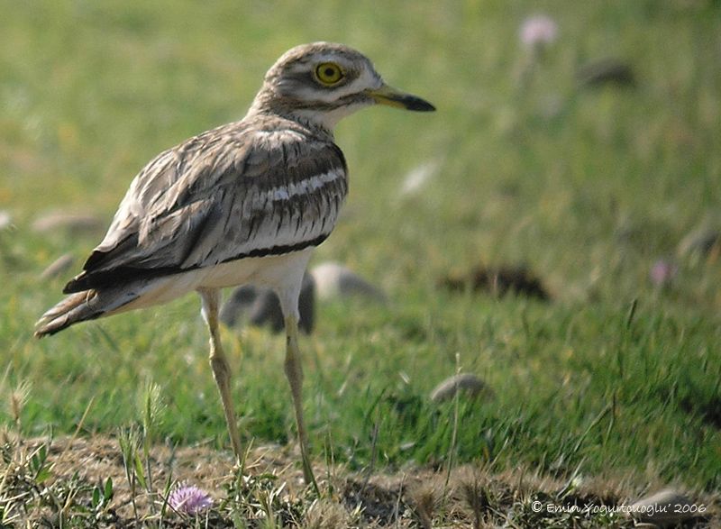 Eurasian Stone-curlew