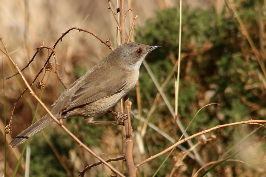 Sardinian Warbler
