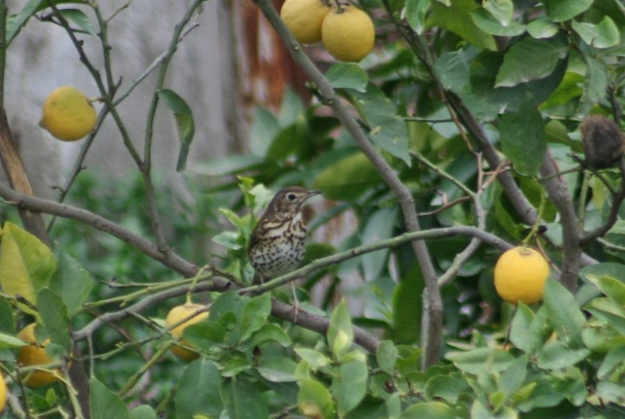 Song Thrush