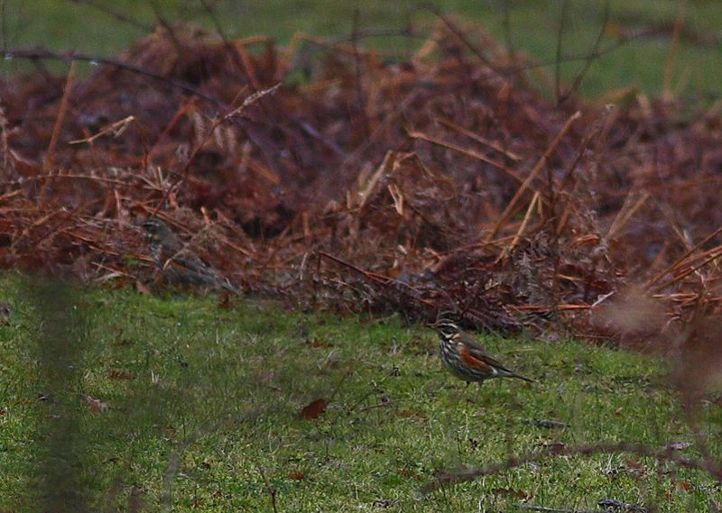 Redwing