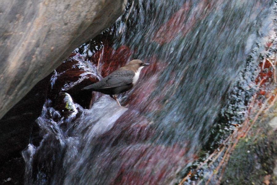 White-throated Dipper