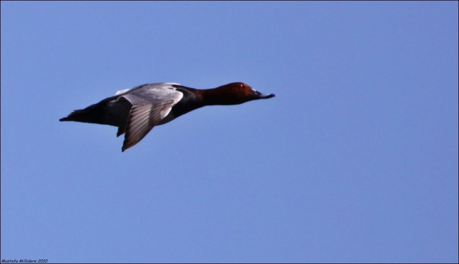 Common Pochard