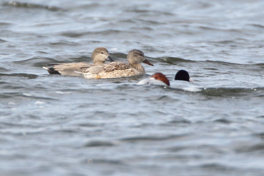 Gadwall
