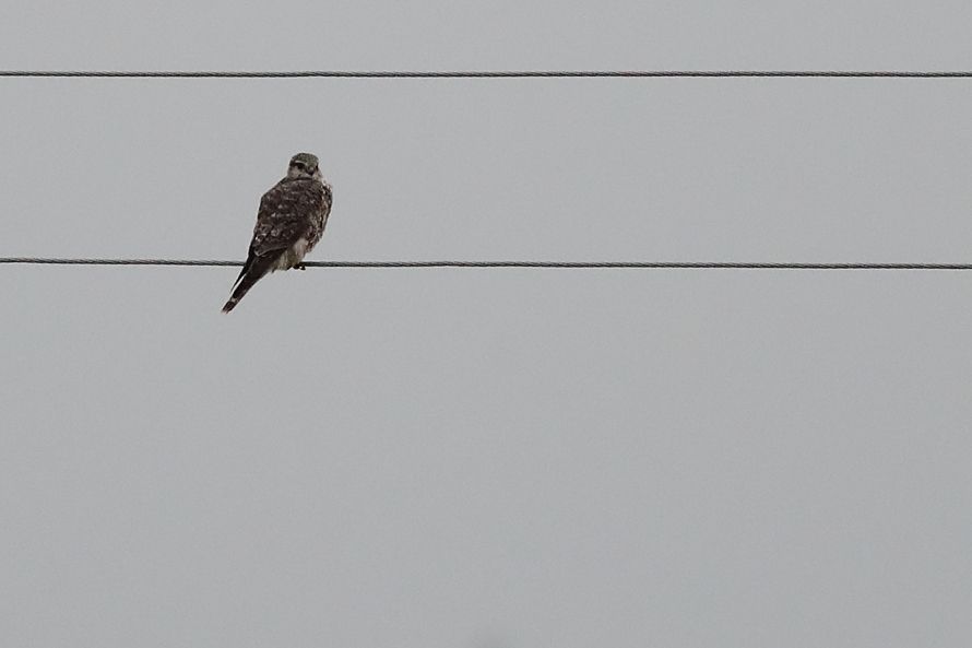 Merlin