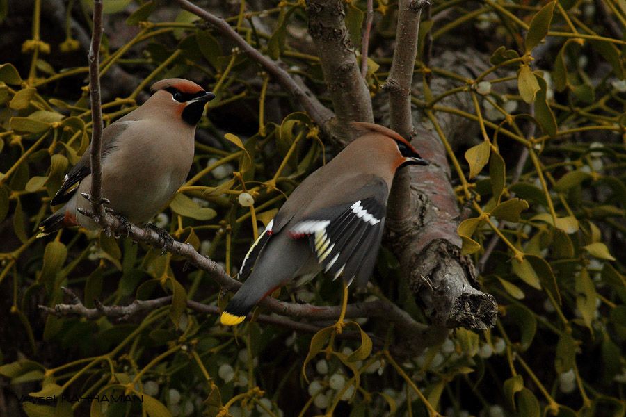 Bohemian Waxwing