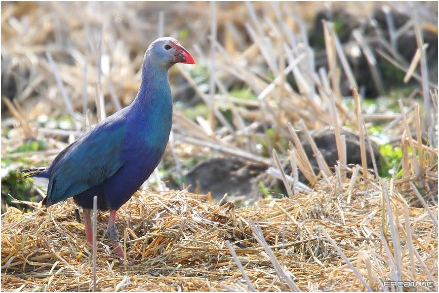 Grey-headed Swamphen