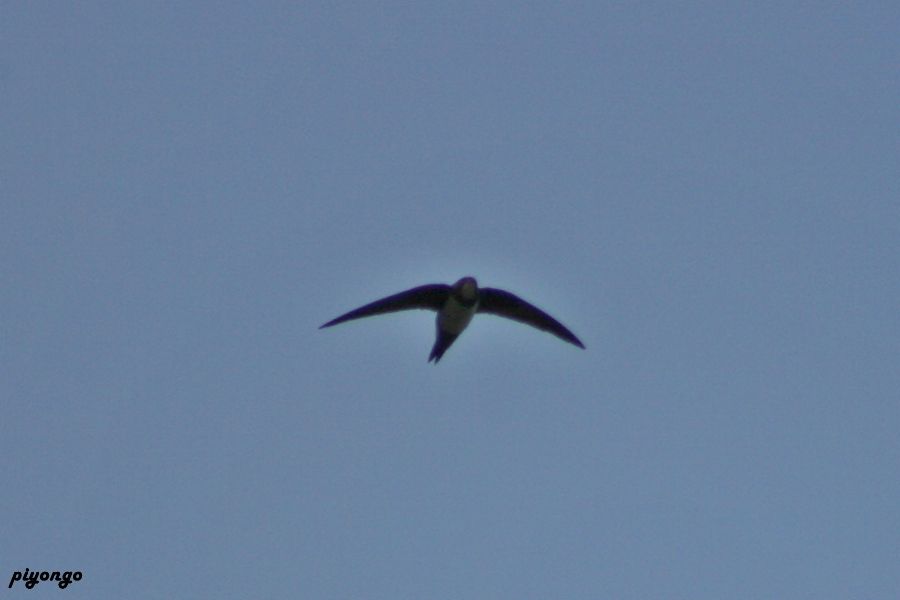 Alpine Swift