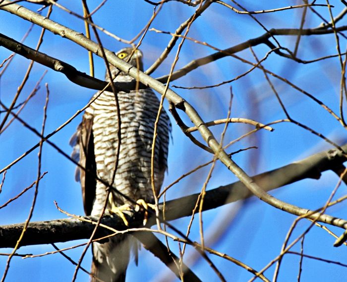 Eurasian Sparrowhawk