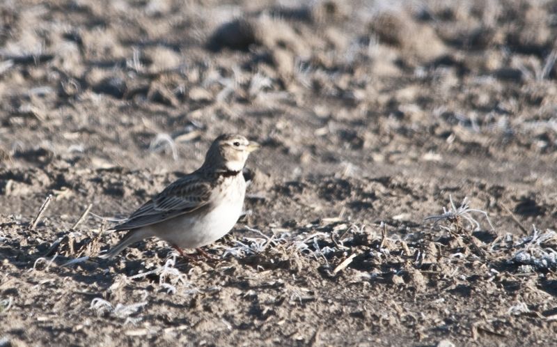 Calandra Lark