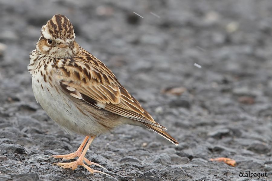 Woodlark