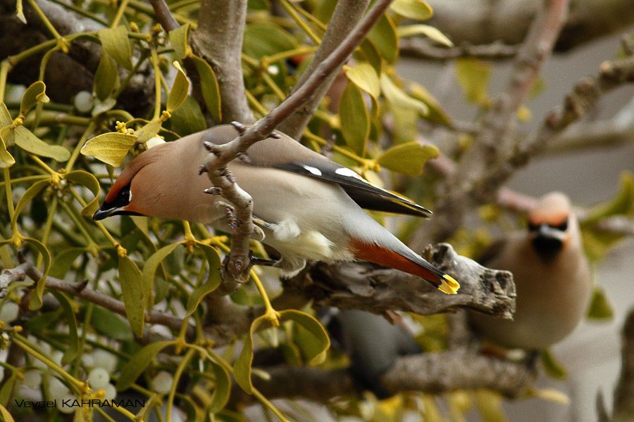 Bohemian Waxwing