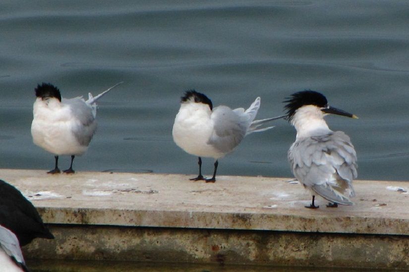 Sandwich Tern