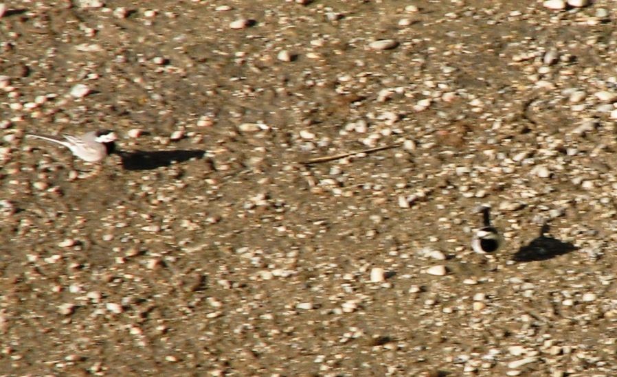 White Wagtail