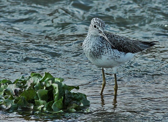 Common Greenshank