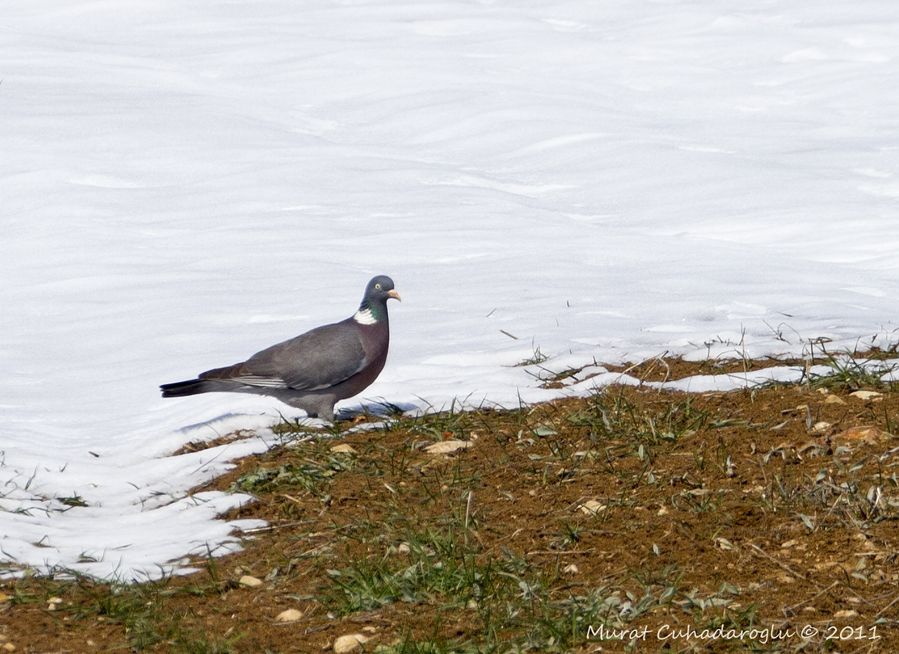 Common Wood Pigeon