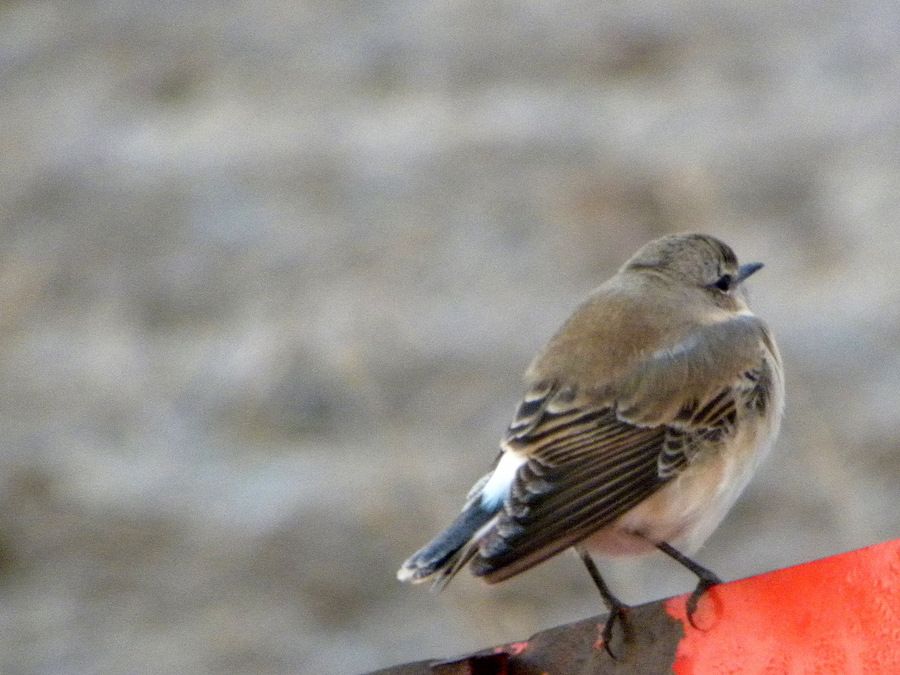 Northern Wheatear
