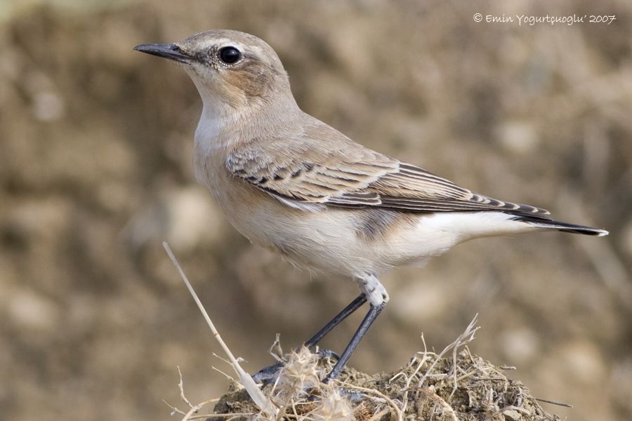 Northern Wheatear