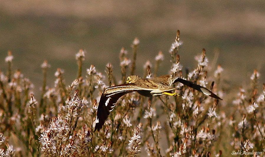 Eurasian Stone-curlew