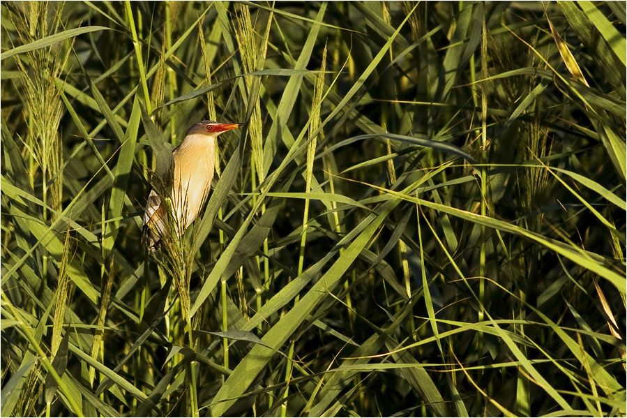 Little Bittern