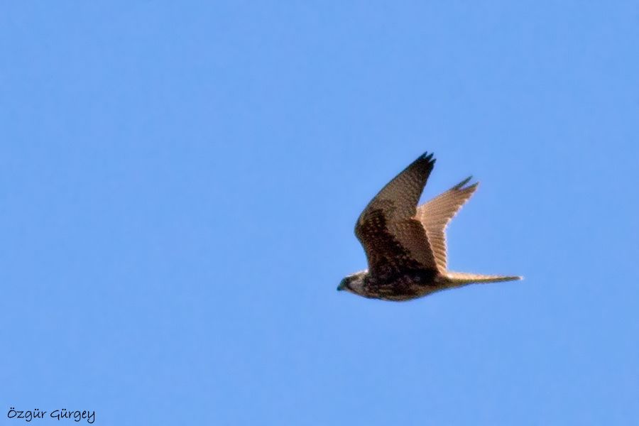Saker Falcon