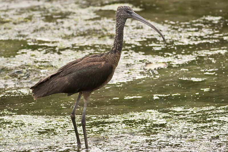 Glossy Ibis
