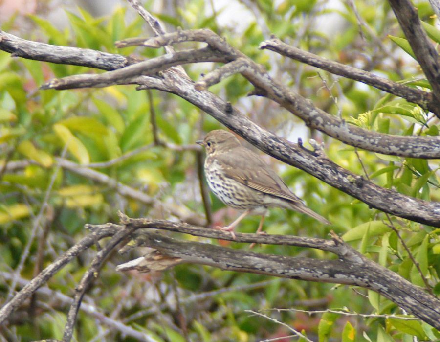 Song Thrush