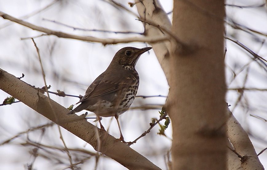 Song Thrush
