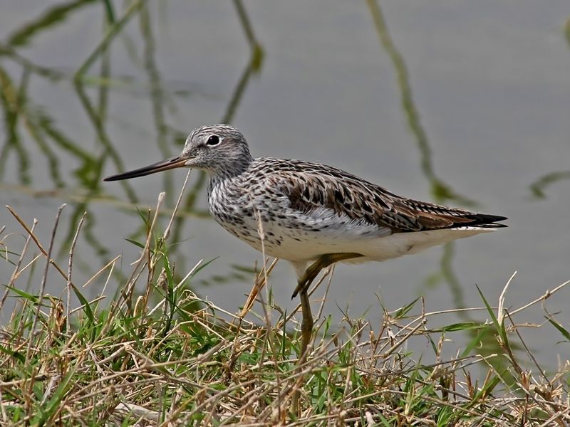 Common Greenshank