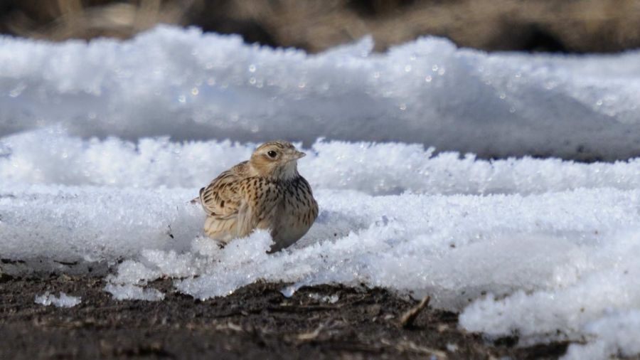 Eurasian Skylark