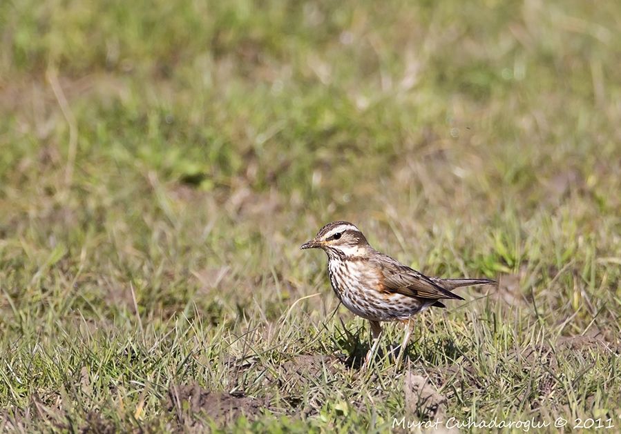 Redwing