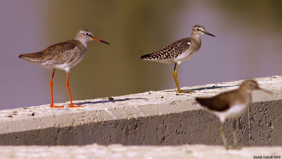Wood Sandpiper