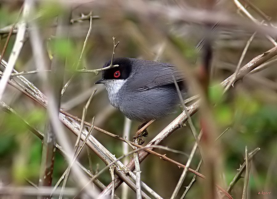 Sardinian Warbler