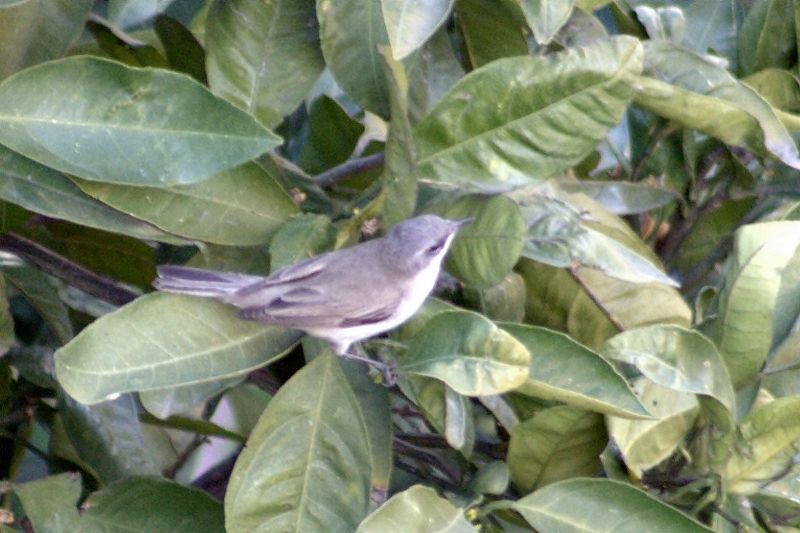 Lesser Whitethroat